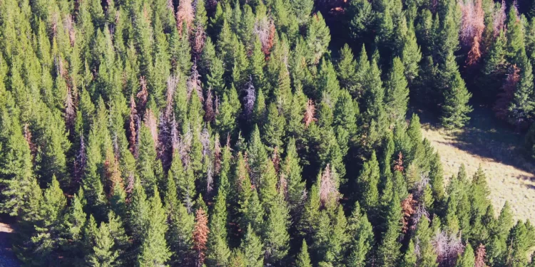 Producción forestal: Sirex obesus, cómo identificarla para evitar el ingreso de la plaga