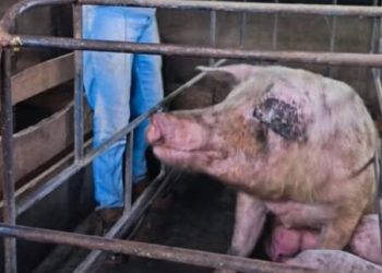 Agricultura Familiar brinda acompañamiento técnico para fortalecer la sanidad porcina