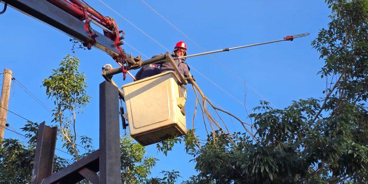 Energía de Misiones continúa con el operativo de despeje de líneas en Posadas