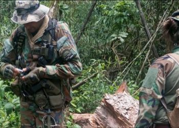 Ecología detectó la extracción ilegal de madera nativa en el Parque Provincial Piñalito