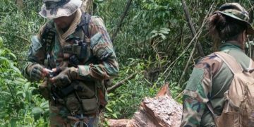 Ecología detectó la extracción ilegal de madera nativa en el Parque Provincial Piñalito