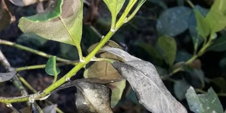 Mal de la Tela en yerbales: especialistas del INTA recomiendan reforzar el monitoreo