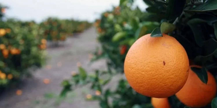 Nuevo aval sanitario de Japón impulsa las exportaciones argentinas de cítricos