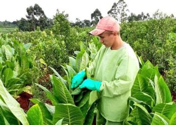 “Más del 95% quiere entregar tabaco”: fuerte malestar de los productores por el bloqueo a la CTM