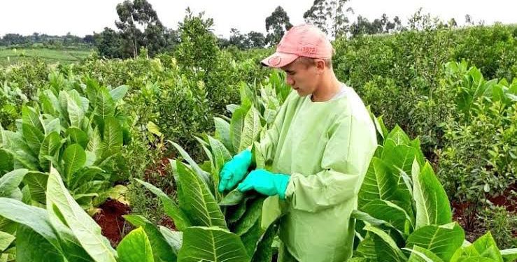 “Más del 95% quiere entregar tabaco”: fuerte malestar de los productores por el bloqueo a la CTM
