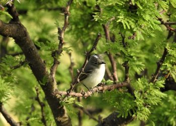 Jornada de avistaje de aves en el Parque de la Ciudad: actividades y recomendaciones