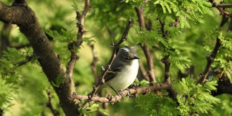 Jornada de avistaje de aves en el Parque de la Ciudad: actividades y recomendaciones