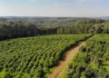 Andresito fortalece su perfil como polo de producción orgánica de yerba mate en Misiones