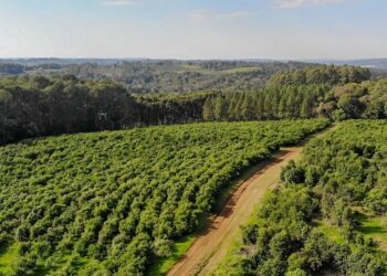 Andresito fortalece su perfil como polo de producción orgánica de yerba mate en Misiones