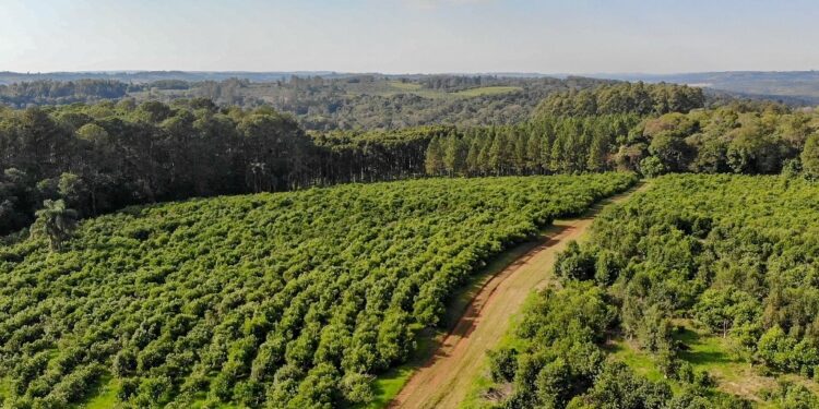 Andresito fortalece su perfil como polo de producción orgánica de yerba mate en Misiones