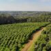 Andresito fortalece su perfil como polo de producción orgánica de yerba mate en Misiones
