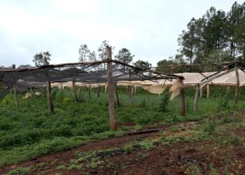La prevención es clave para reducir el impacto del fenómeno de El Niño en las chacras