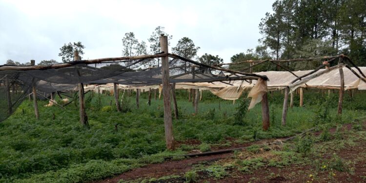 La prevención es clave para reducir el impacto del fenómeno de El Niño en las chacras