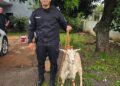 Cabra en fuga: un rescate policial que evitó un accidente en pleno centro de Oberá