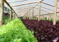 Cultivos hortícolas bajo cubierta: claves de manejo ante la llegada de El Niño