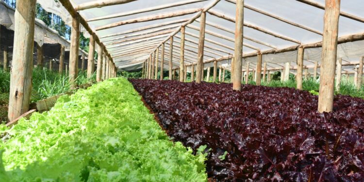 Cultivos hortícolas bajo cubierta: claves de manejo ante la llegada de El Niño