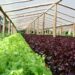 Cultivos hortícolas bajo cubierta: claves de manejo ante la llegada de El Niño