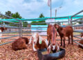 Profundidad: cuenta regresiva para la Expo Cuenca Ovino Caprina