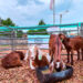 Profundidad: cuenta regresiva para la Expo Cuenca Ovino Caprina