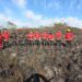 Bomberos extinguieron el incendio en Campo San Juan tras más de 17 horas de trabajo y 134 hectáreas afectadas