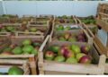 Inta: consejos para llegar a fin de año con una buena producción de mangos