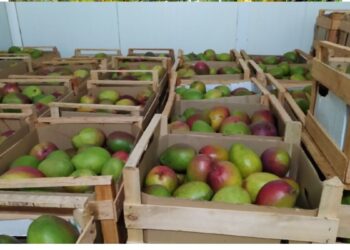 Inta: consejos para llegar a fin de año con una buena producción de mangos