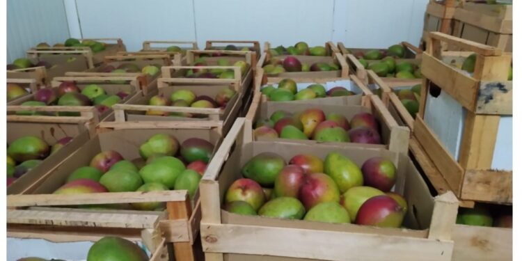 Inta: consejos para llegar a fin de año con una buena producción de mangos
