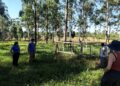Ganado bajo sombra: menos estrés y más producción