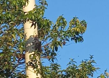 Un enjambre de abejas atacó a un hombre en Oberá y permanece intubado en terapia intensiva