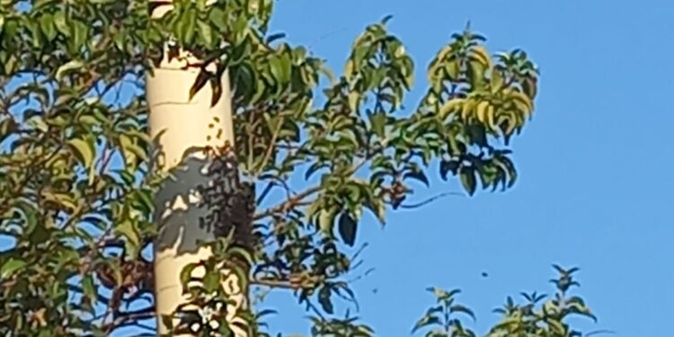 Un enjambre de abejas atacó a un hombre en Oberá y permanece intubado en terapia intensiva