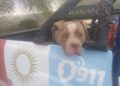 Dos ataques de perros en un mismo día en Córdoba dejaron dos menores muertos: crece el reclamo por el control de razas consideradas peligrosas