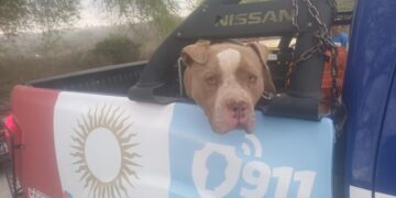 Dos ataques de perros en un mismo día en Córdoba dejaron dos menores muertos: crece el reclamo por el control de razas consideradas peligrosas