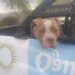 Dos ataques de perros en un mismo día en Córdoba dejaron dos menores muertos: crece el reclamo por el control de razas consideradas peligrosas