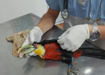 Llamados al 911 activaron diez rescates animales en distintos puntos de Misiones