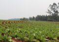 Nuevo pago de Caja Verde beneficiará a más de 12 mil familias tabacaleras de Misiones