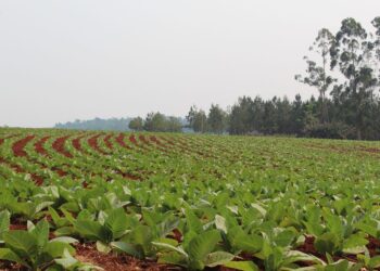 Nuevo pago de Caja Verde beneficiará a más de 12 mil familias tabacaleras de Misiones
