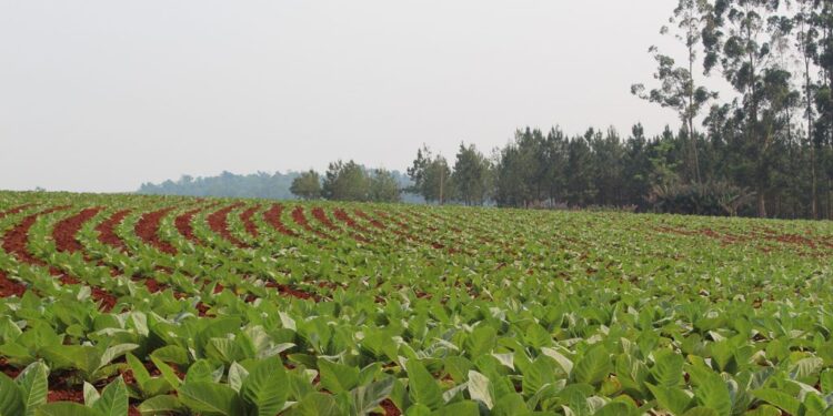 Nuevo pago de Caja Verde beneficiará a más de 12 mil familias tabacaleras de Misiones