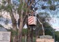 Arbolado urbano: mucho más que plantar y podar