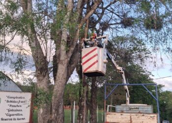 Arbolado urbano: mucho más que plantar y podar