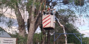 Arbolado urbano: mucho más que plantar y podar