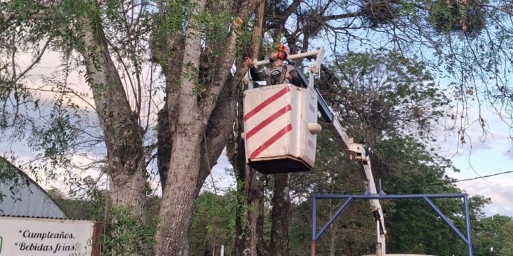 Arbolado urbano: mucho más que plantar y podar